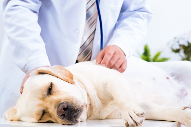 Pneumonia (Interstitial) in Dogs - Symptoms, Causes, Diagnosis, Treatment, Recovery, Management, Cost