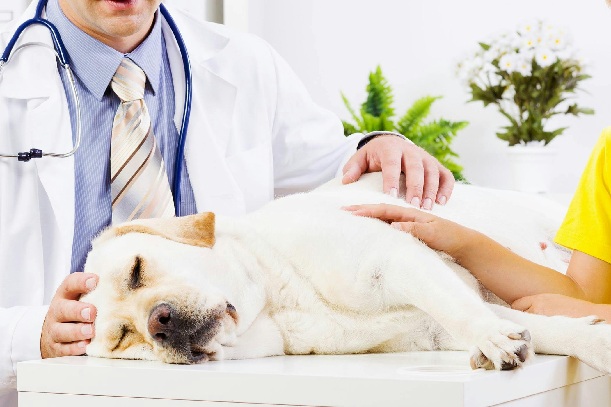 dog prostate cancer symptoms)