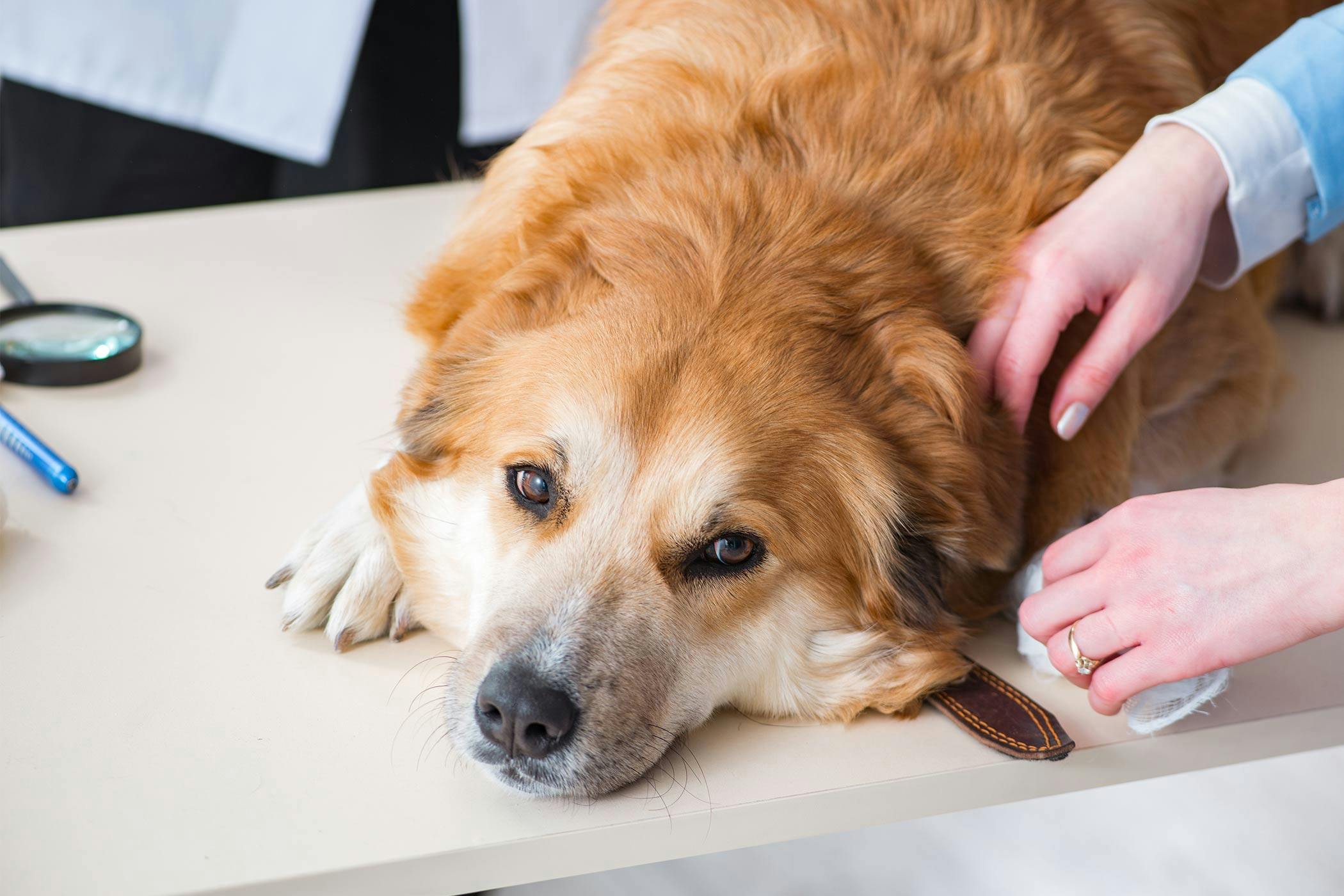 how do i know if my dog is retaining water