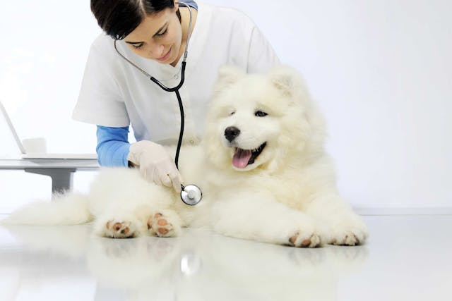Sensitive Stomach in Dogs - Symptoms, Causes, Diagnosis, Treatment, Recovery, Management, Cost