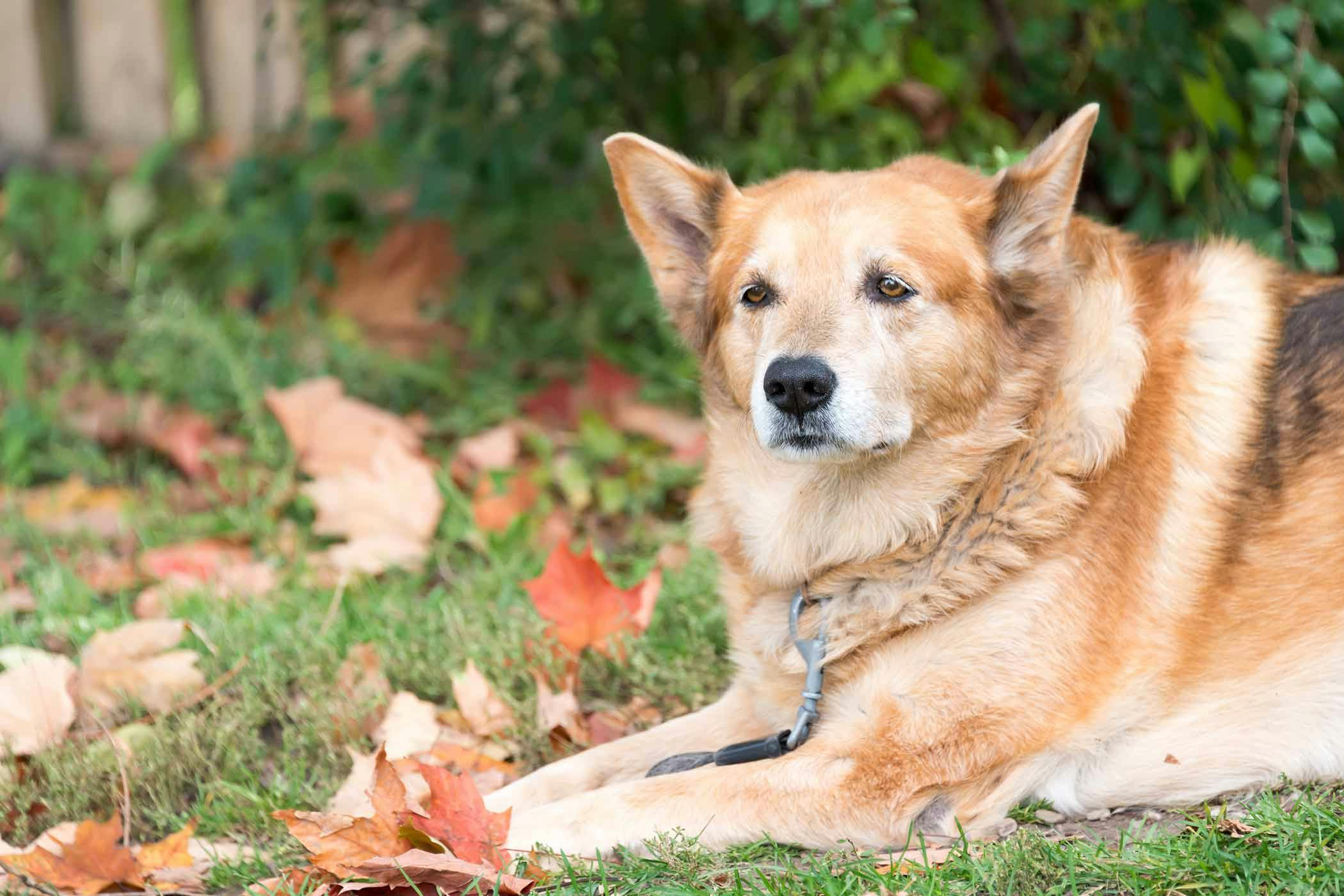 Sensory Decline (Senior) in Dogs - Symptoms, Causes, Diagnosis 