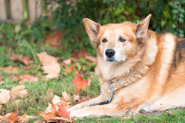 Sensory Decline (Senior) in Dogs - Symptoms, Causes, Diagnosis, Treatment, Recovery, Management, Cost