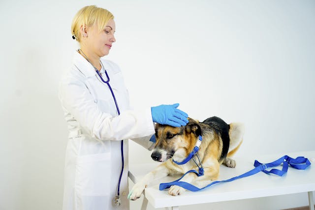 Shock Due to Decrease in Circulation in Dogs - Symptoms, Causes, Diagnosis, Treatment, Recovery, Management, Cost