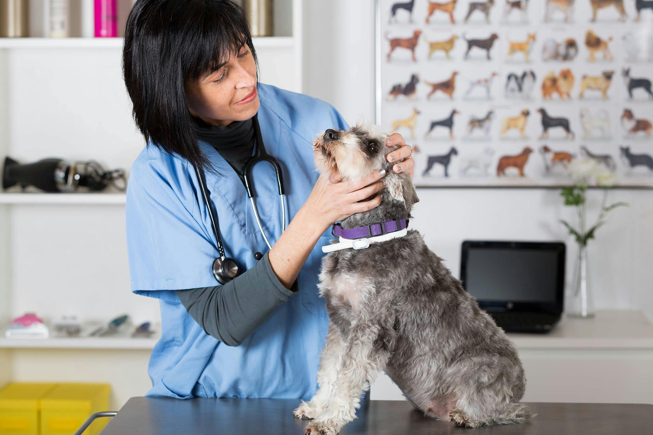 What Dog Skin Cancer Looks Like, Signs, Pics