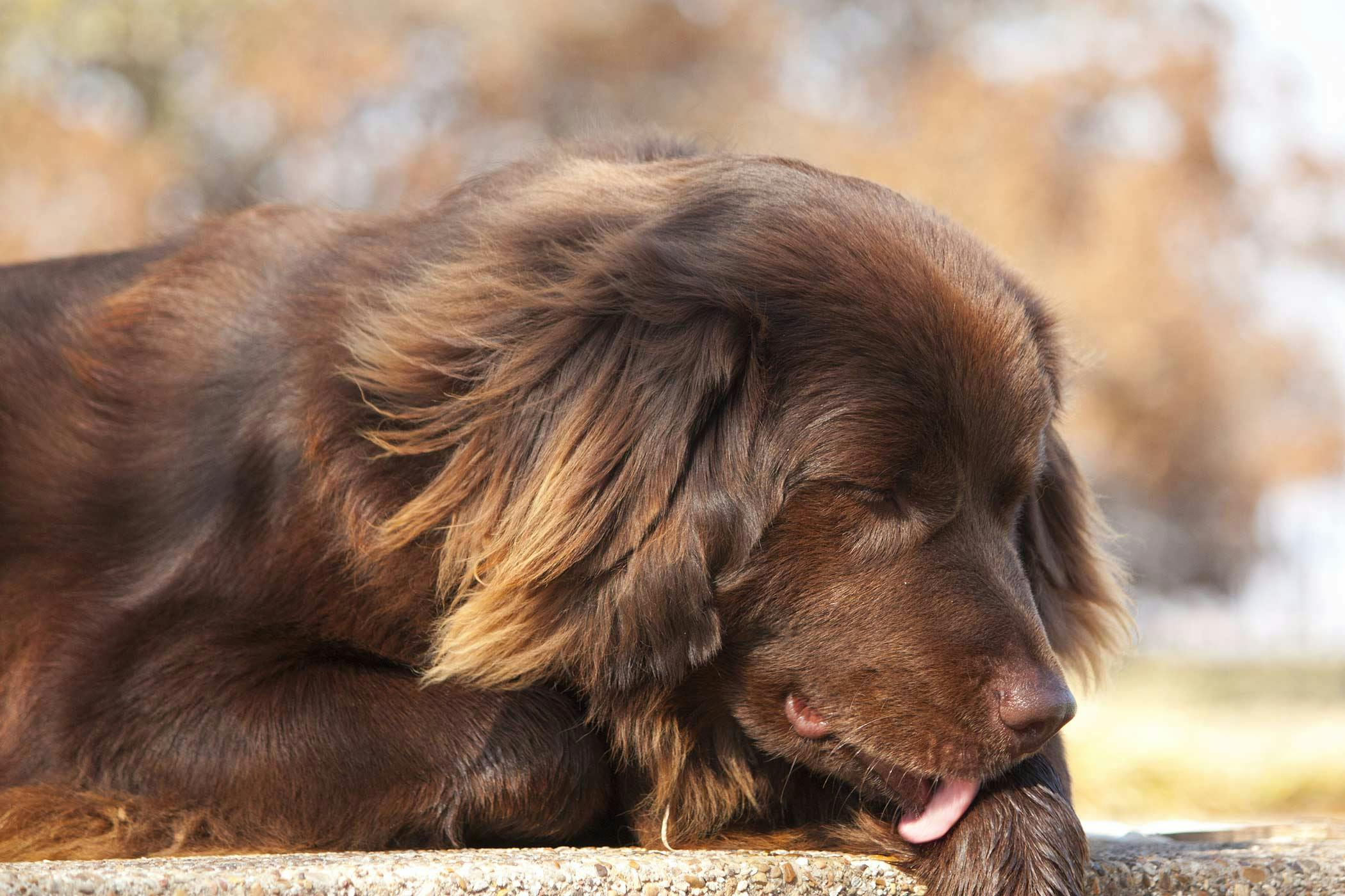 Dog licked outlet chocolate