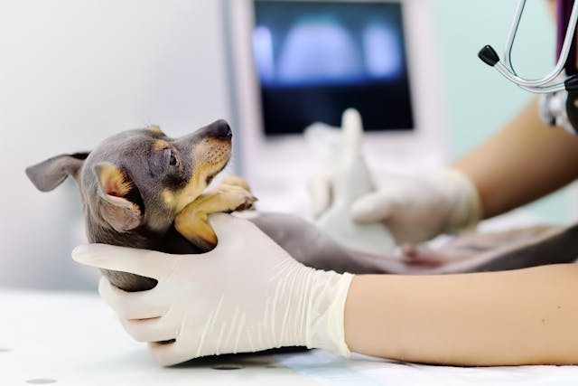 Small Sized Testes in Dogs - Symptoms, Causes, Diagnosis, Treatment, Recovery, Management, Cost