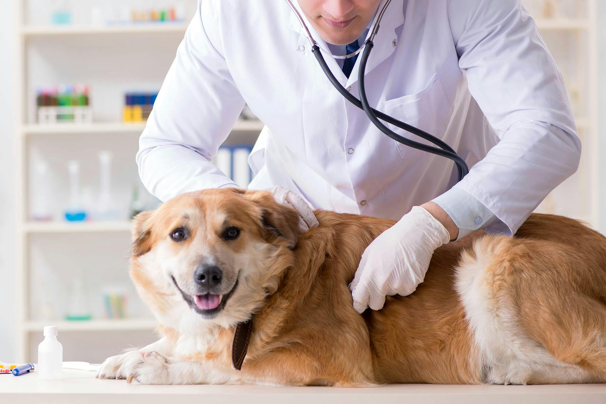 Sperm Abnormalities in Dogs Symptoms Causes Diagnosis