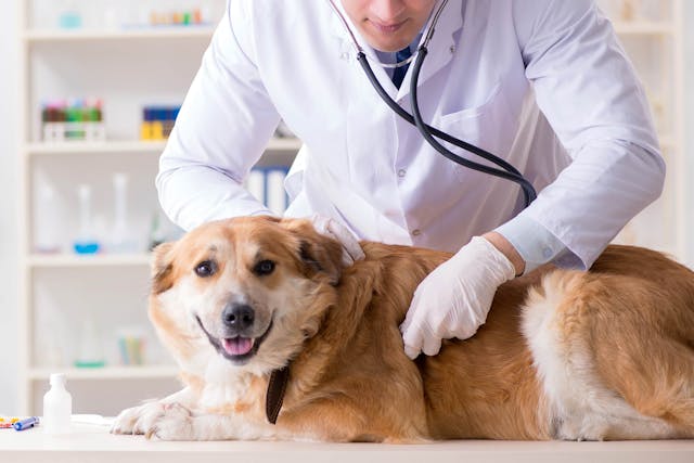 Sperm Abnormalities in Dogs - Symptoms, Causes, Diagnosis, Treatment, Recovery, Management, Cost