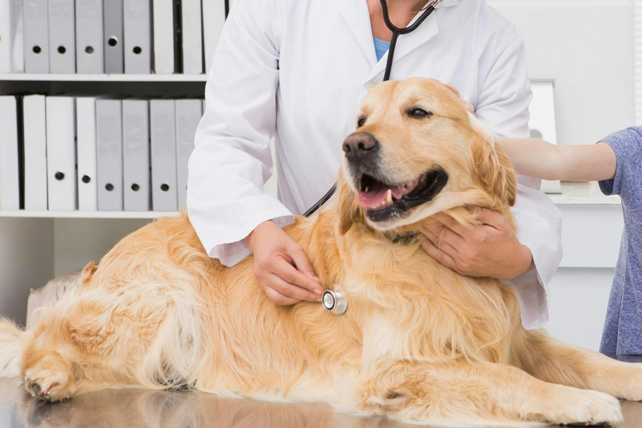 what causes enlarged liver in dogs