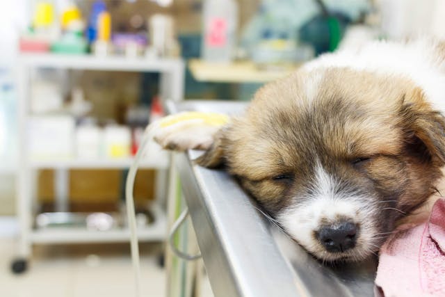 Stupor and Coma in Dogs - Symptoms, Causes, Diagnosis, Treatment, Recovery, Management, Cost