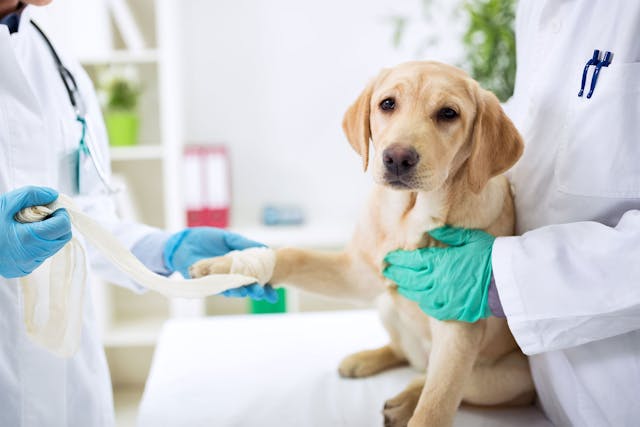 what causes dog trauma