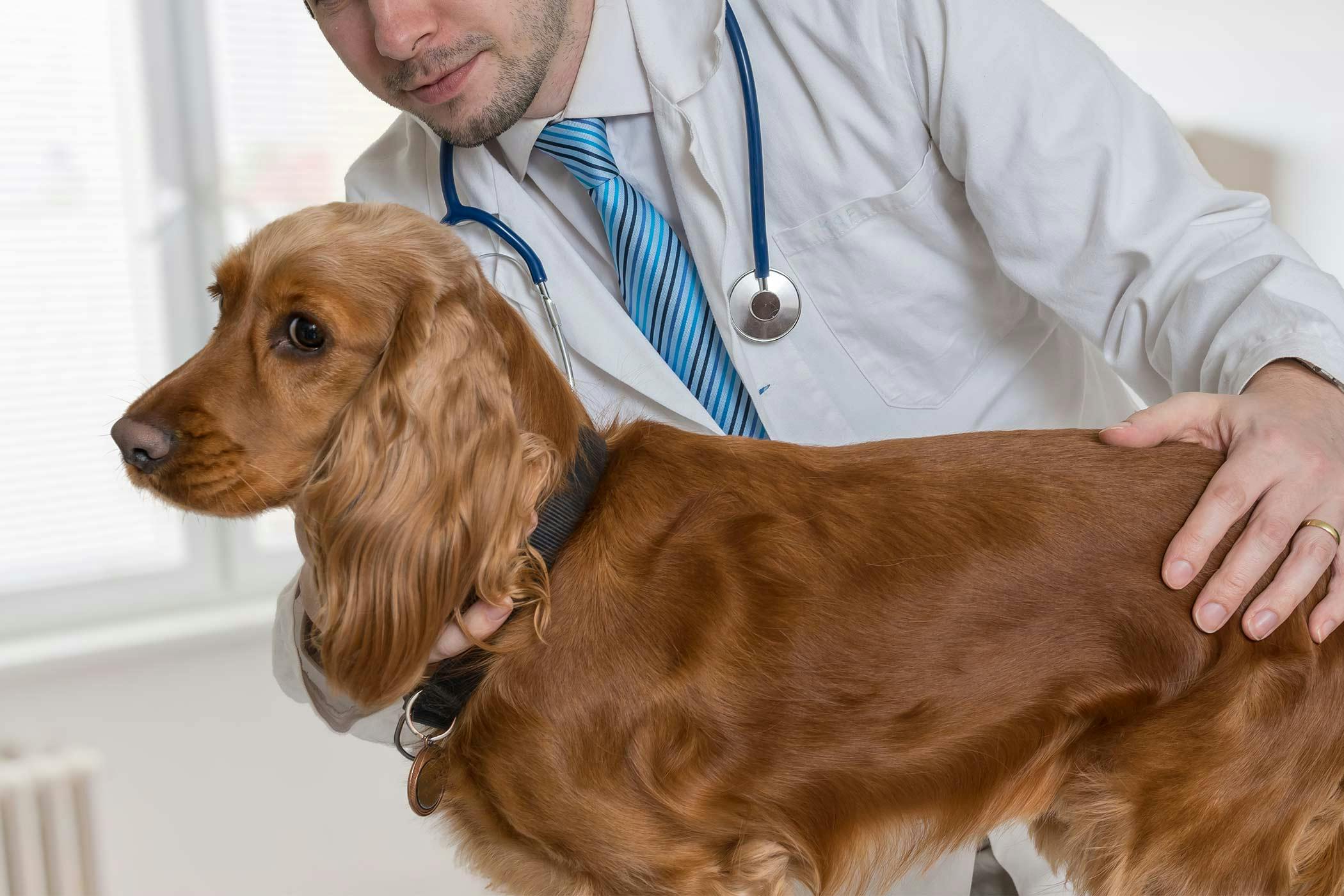 how do you treat a testicular infection in a dog
