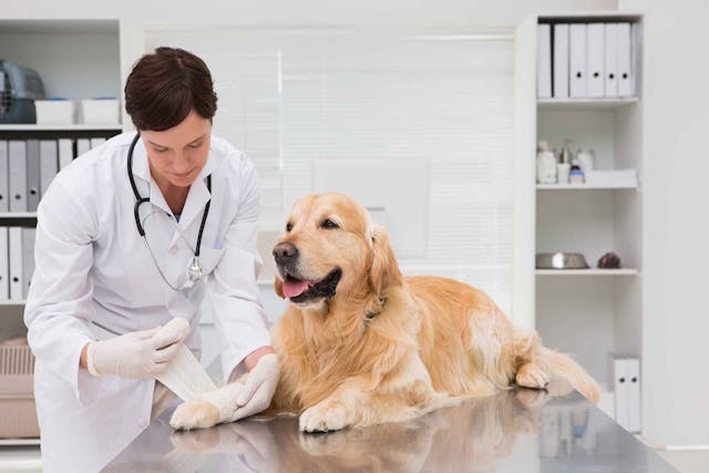 Uterine Flushing in Dogs - Conditions Treated, Procedure, Efficacy, Recovery, Cost, Considerations, Prevention