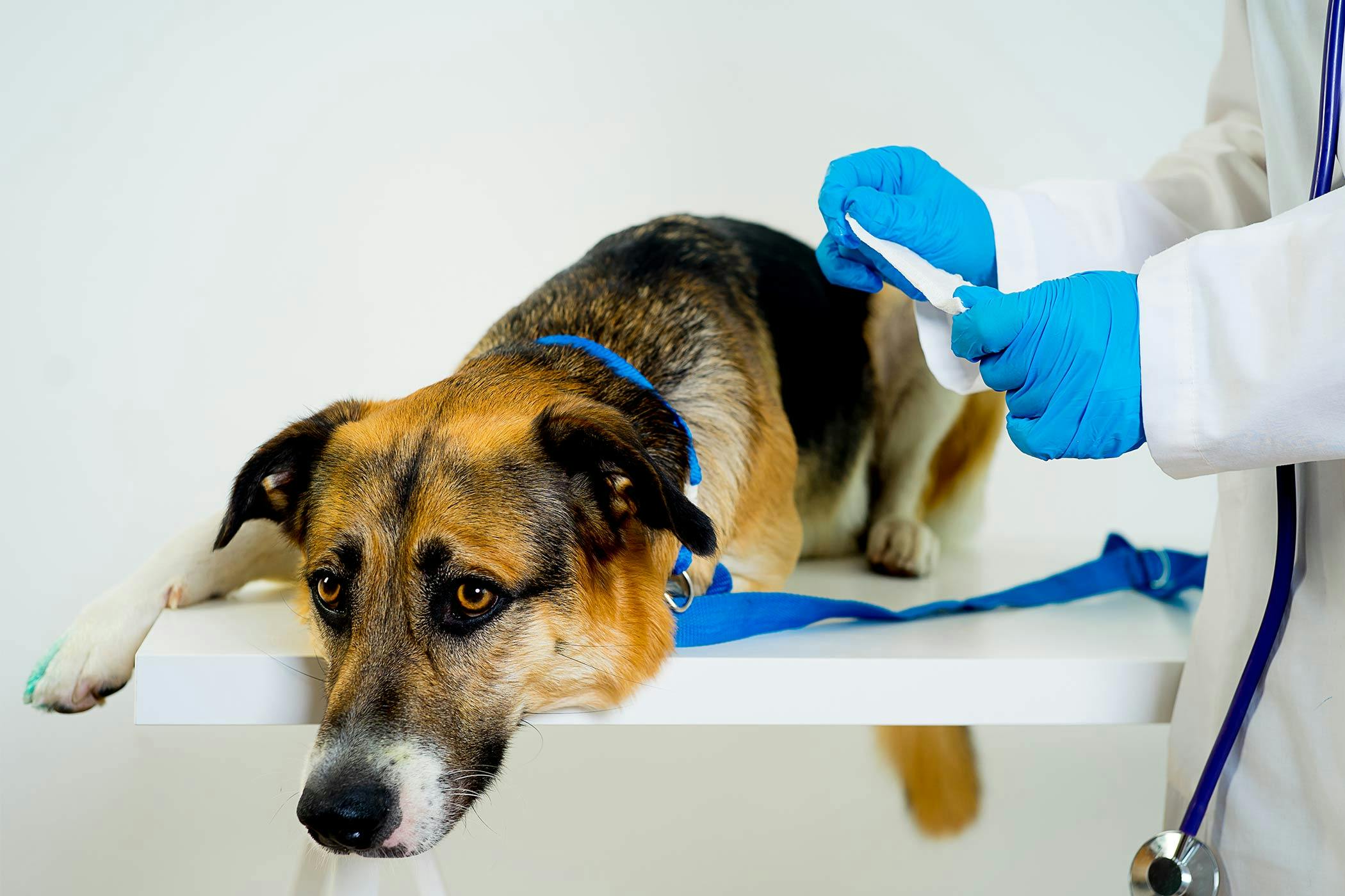Why is My Spayed Female Dog'S Private Area Swollen? Uncover the Causes and Solutions