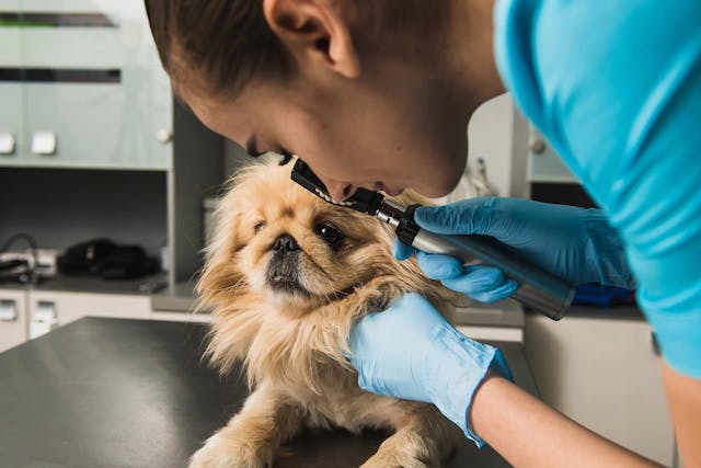 Vision Problems in Dogs - Symptoms, Causes, Diagnosis, Treatment, Recovery, Management, Cost