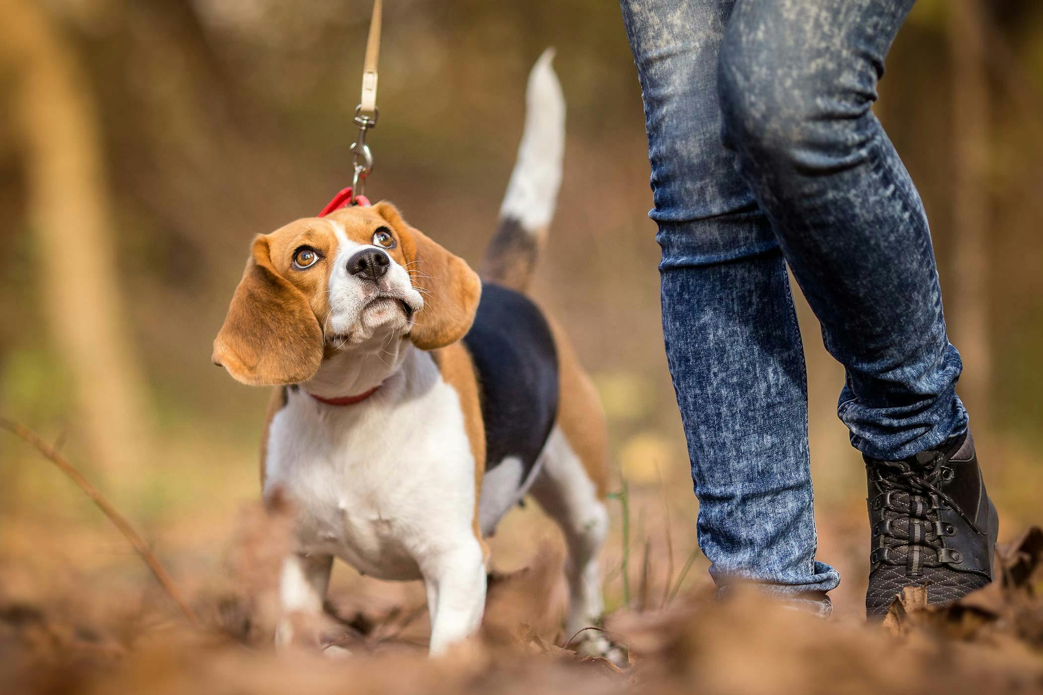 My dog is cheap aggressive on the leash