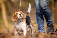 Aggressive On Leash In Dogs Definition Cause Solution Prevention Cost