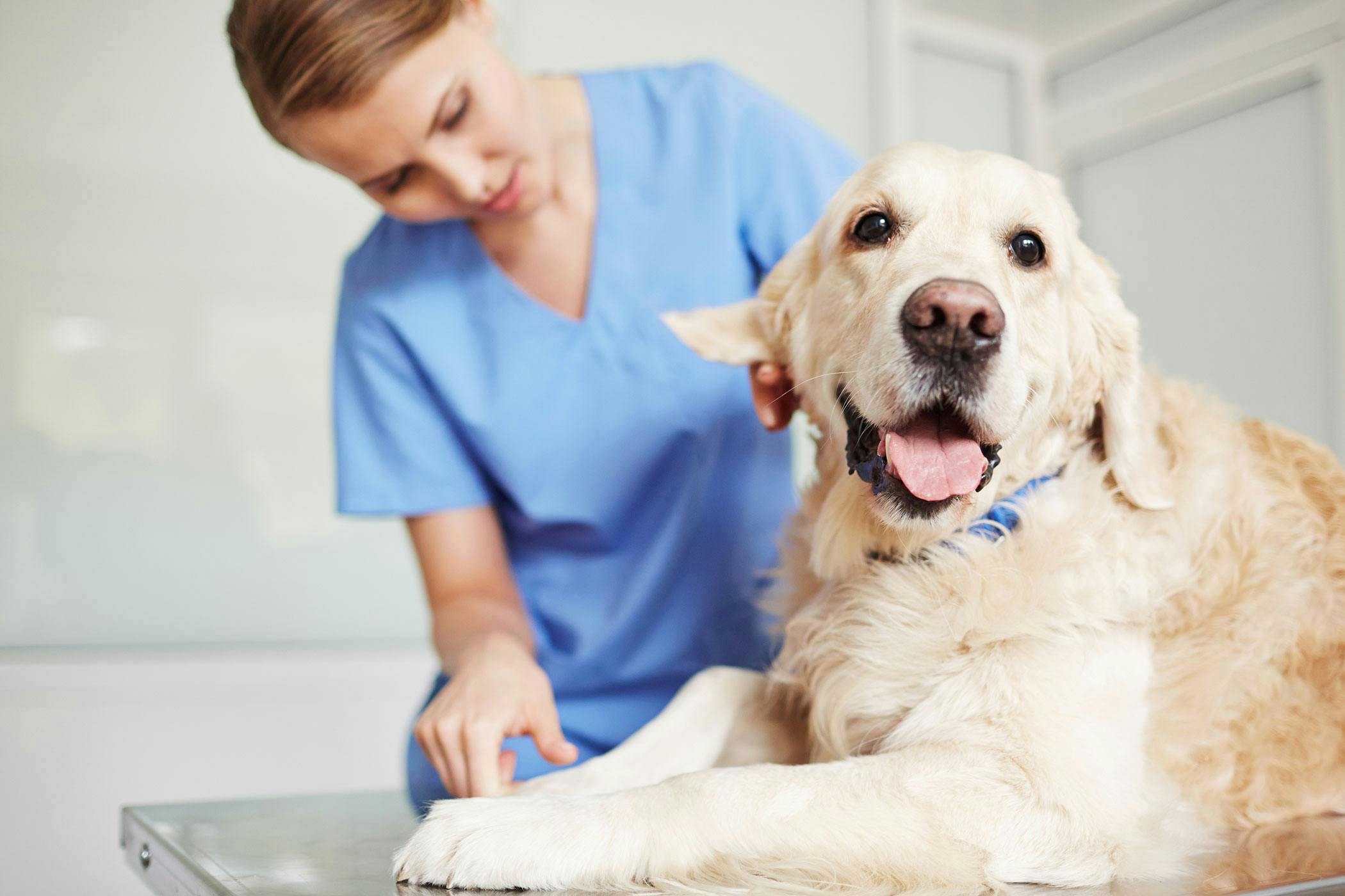 are there foods that cause bleeding in dogs