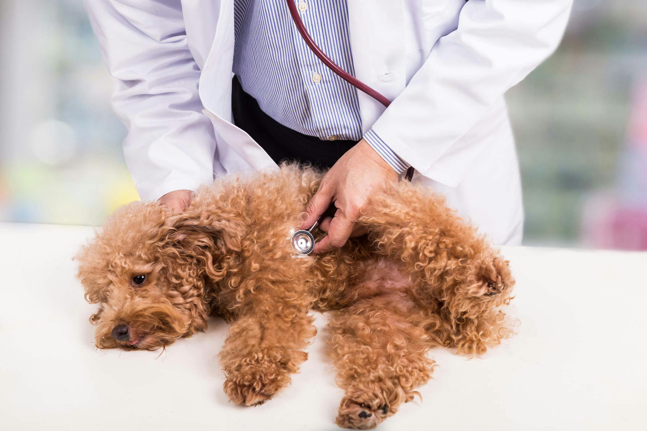 how is dyspnea treated in dogs