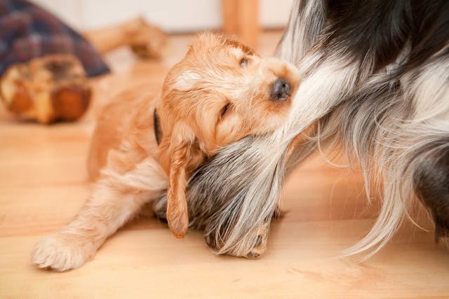 Why is my dog chewing off his fur?