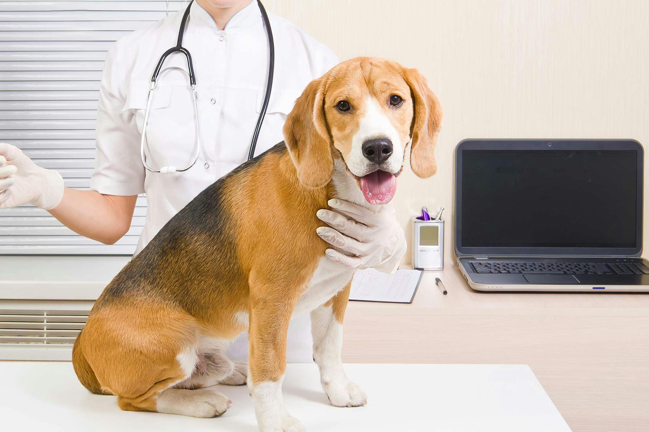 10-signs-of-heart-disease-in-dogs