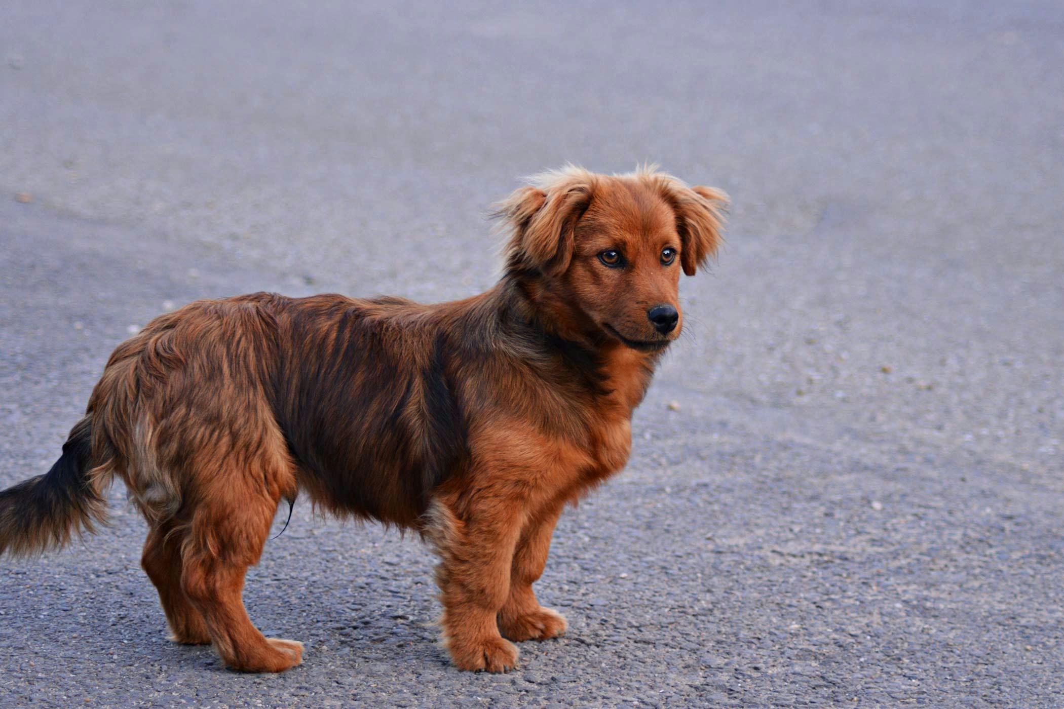 Stress Induced Hives In Dogs