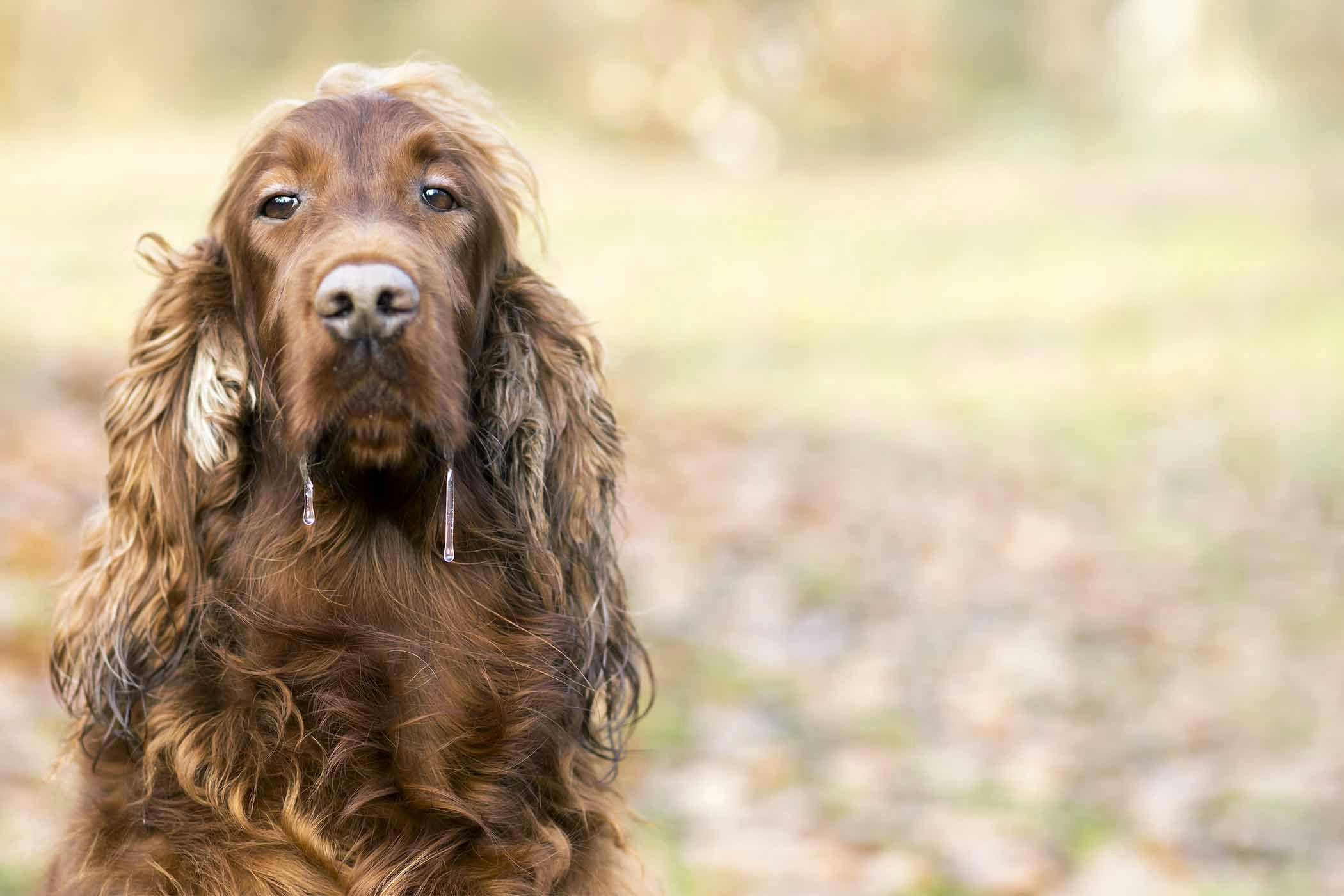 Older dog foaming at mouth lot of salivating