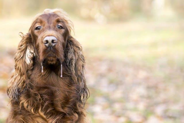 Why is my dog dripping saliva?