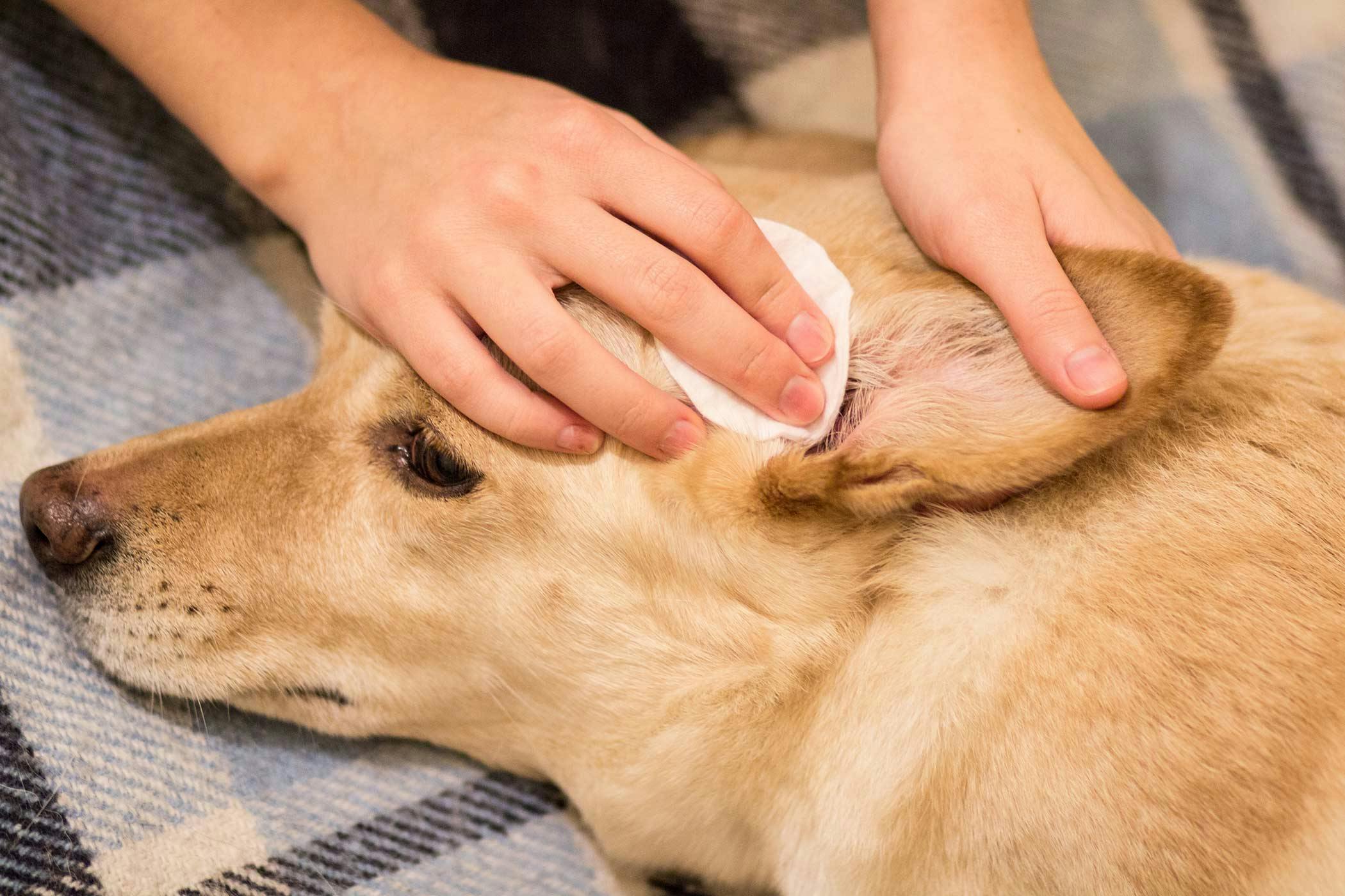 how-to-clean-your-dog-s-ears-without-irritation-pets-hub