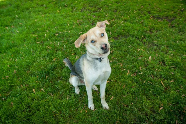 Why is my dog eyes turning white?