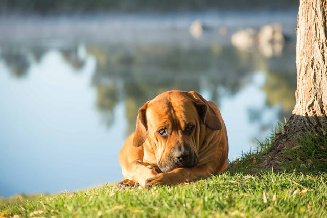 Why is my dog eyes weeping?