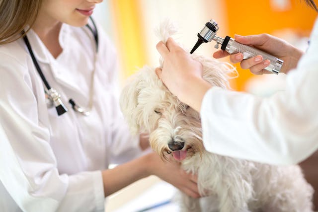 Why is my dog getting ear infections?