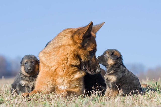 Why is my dog harming her puppies?