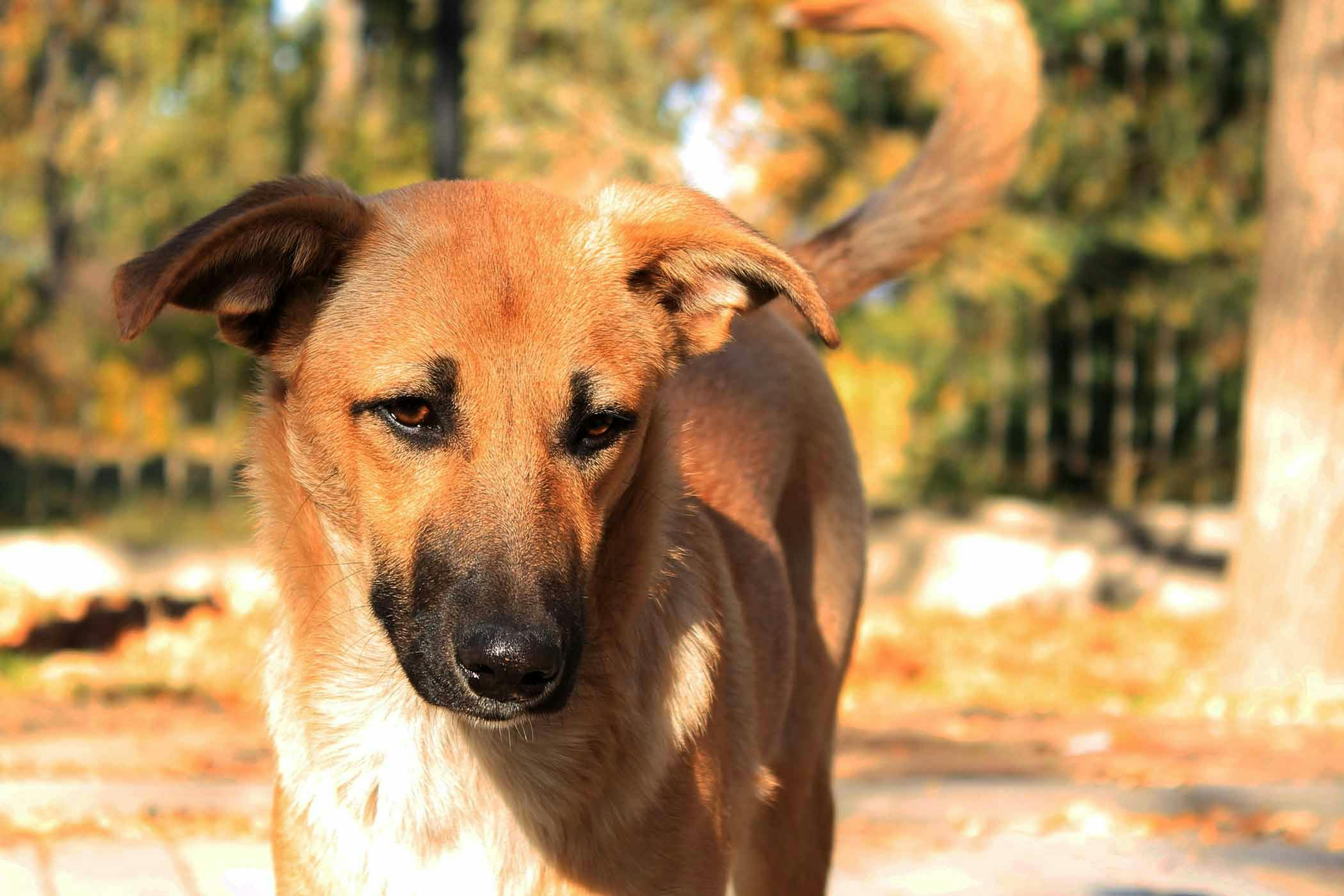 Booklet Medicine For Runny Nose For Dogs