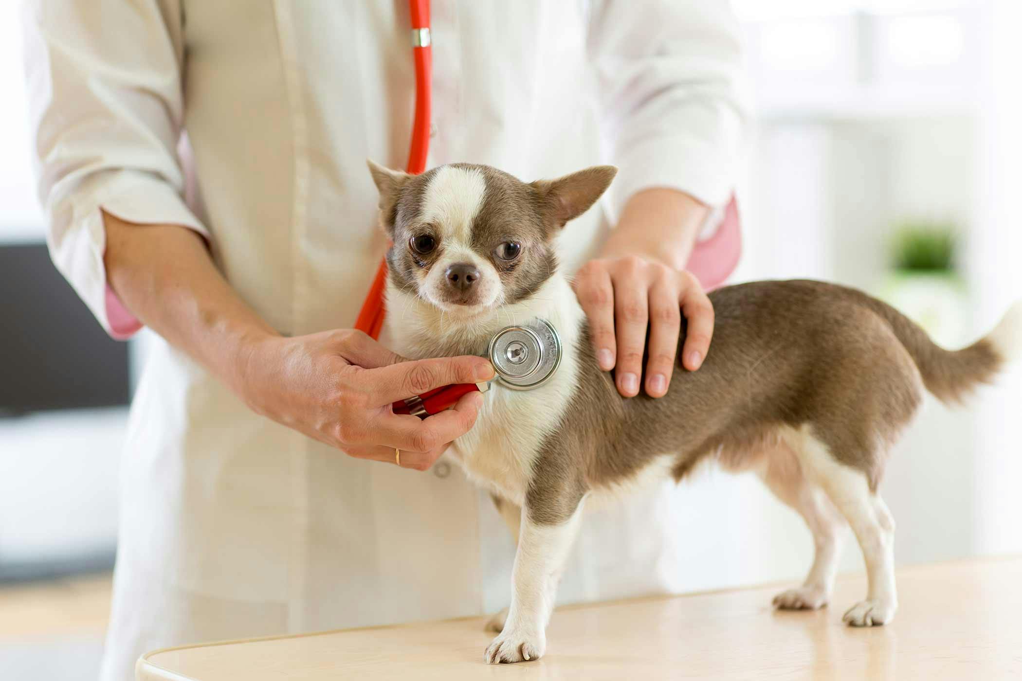 how fast does a chihuahua heart rate? 2