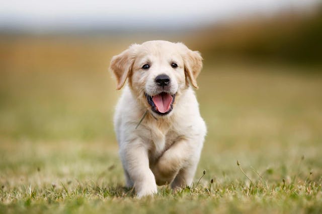 Why is my dog heart racing?