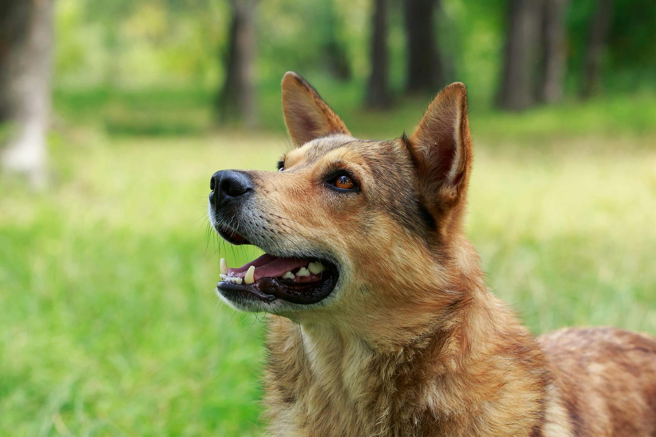 why do male dogs chatter their teeth