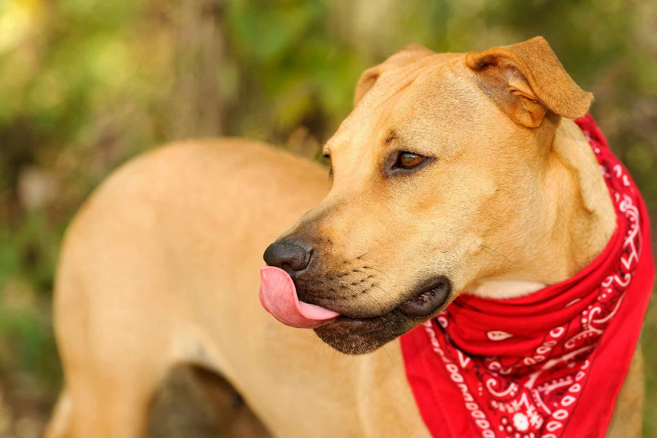 dog licking muzzle