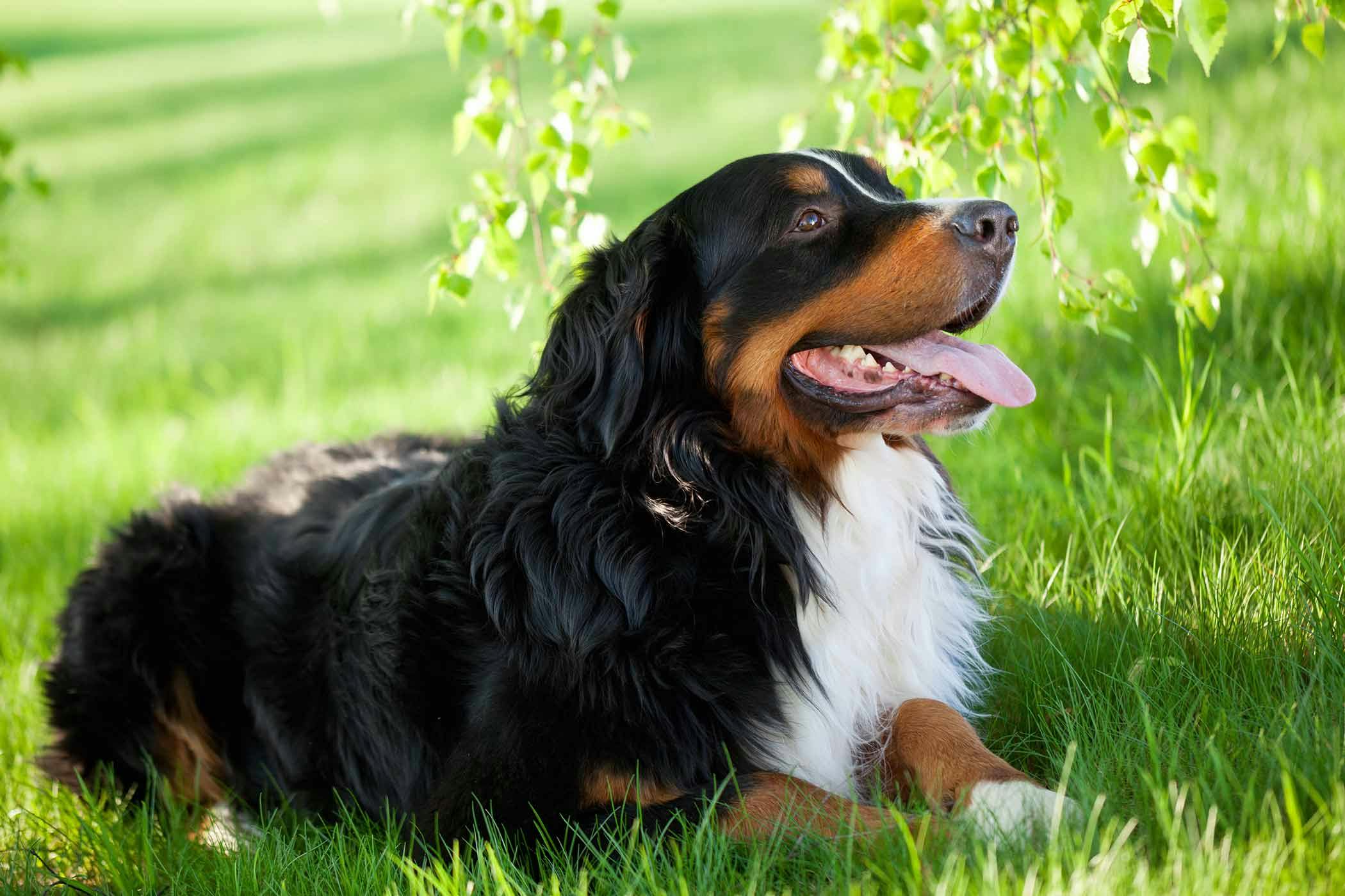 why is my bernese mountain dog losing hair