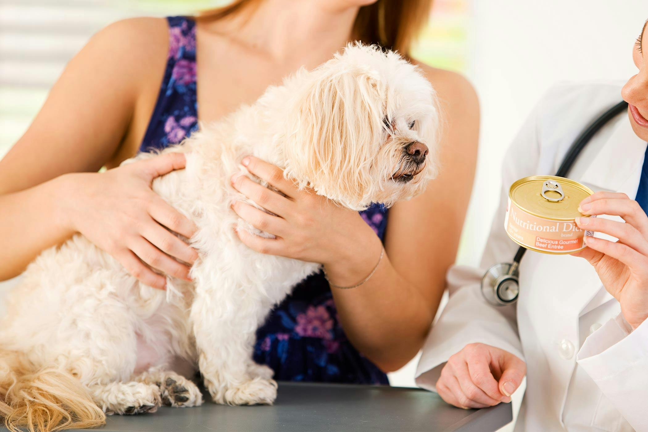 how-to-stop-a-dog-from-being-food-obsessed