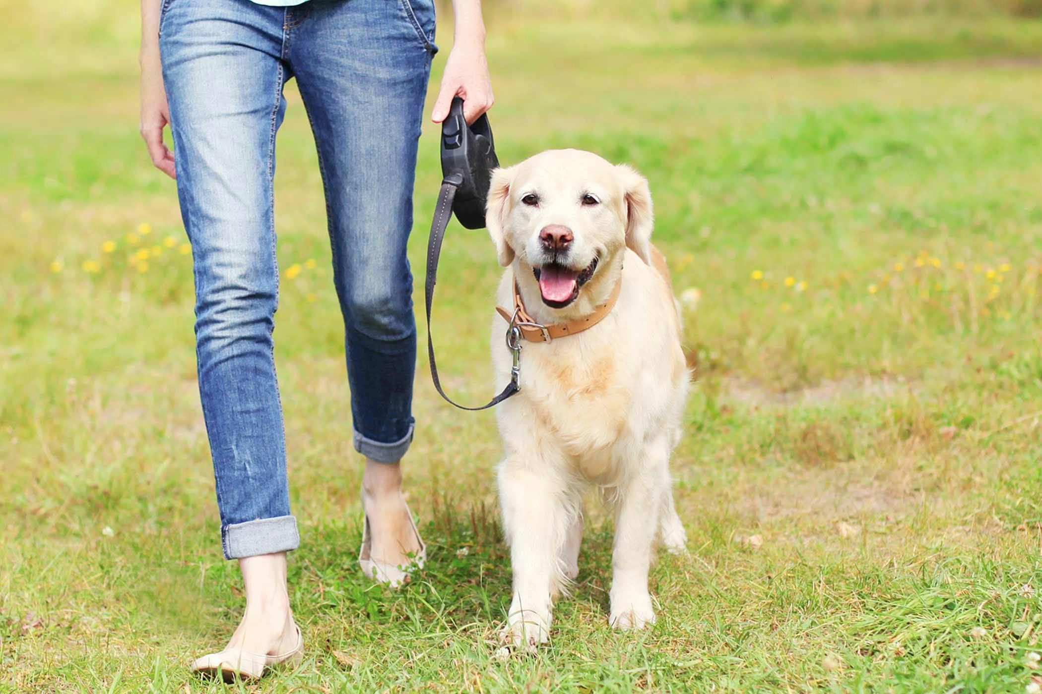 pain-when-walking-in-dogs-definition-cause-solution-prevention-cost