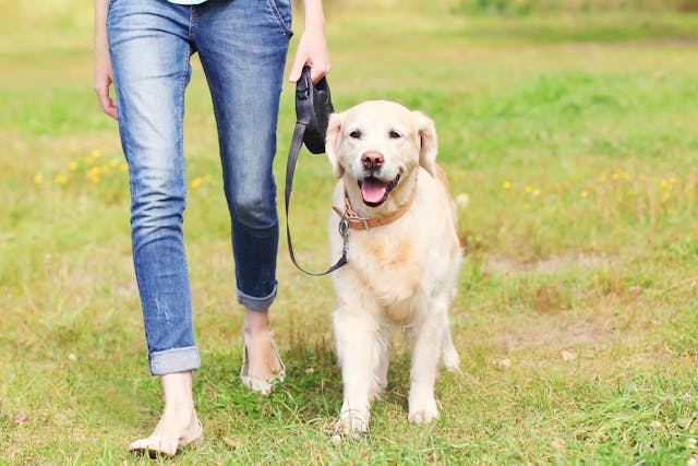 Why is my dog pain when walking?