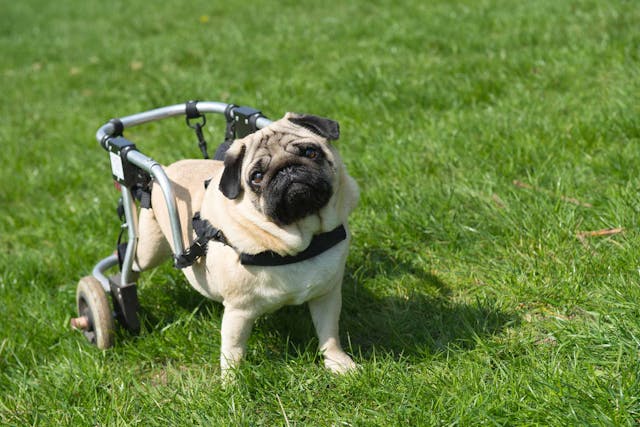 how can you tell if your dog is paralyzed