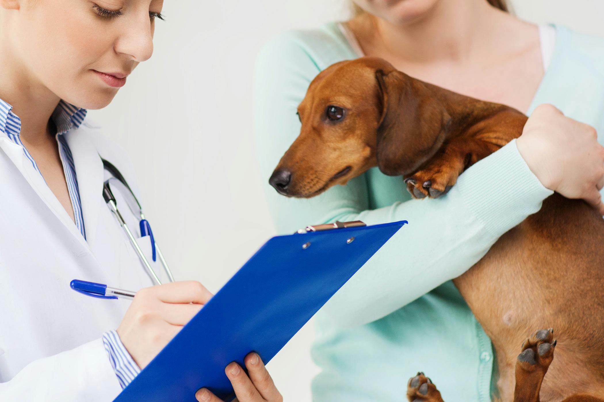 What to Feed a Dog with pancreatitis