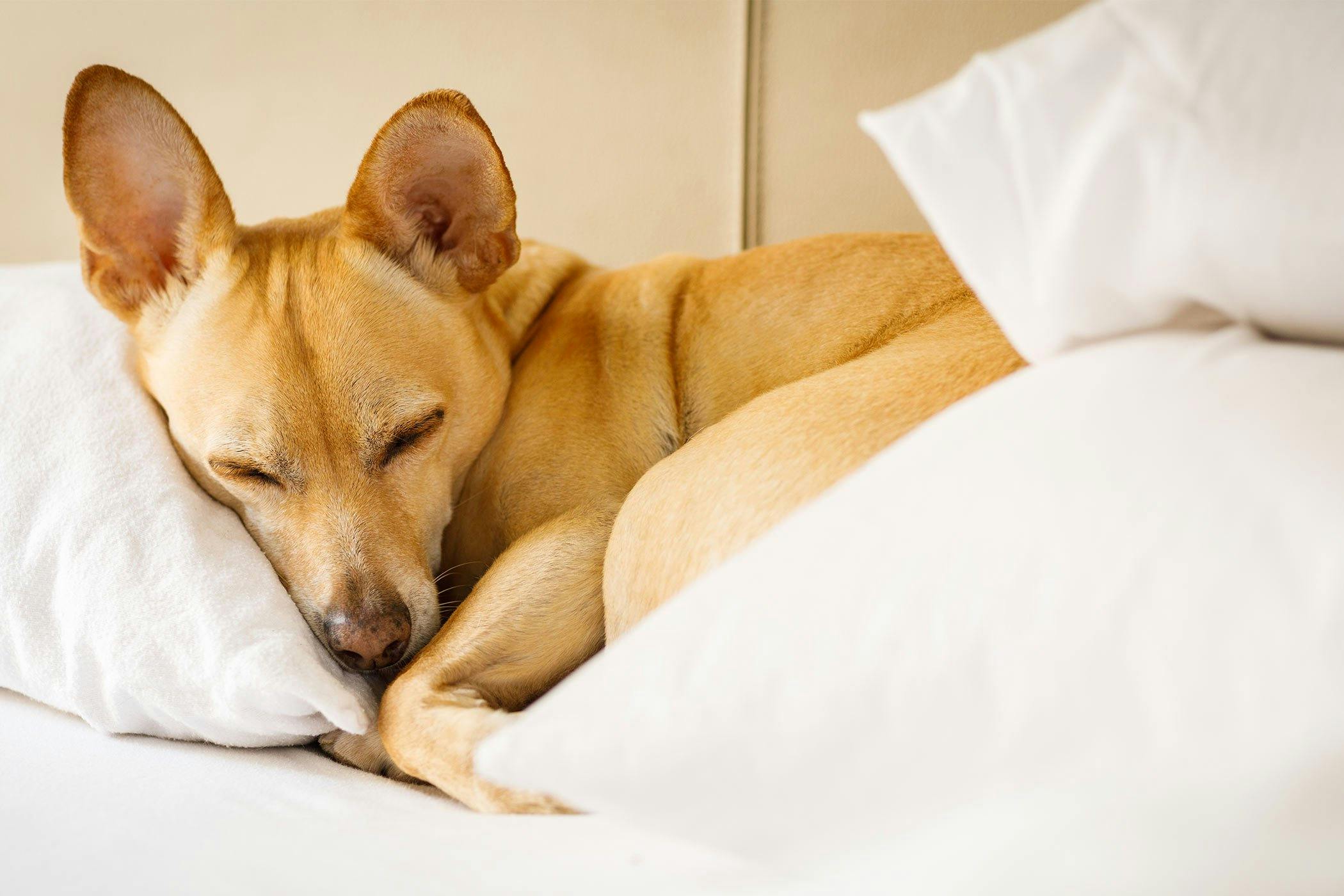 dog urinating on beds