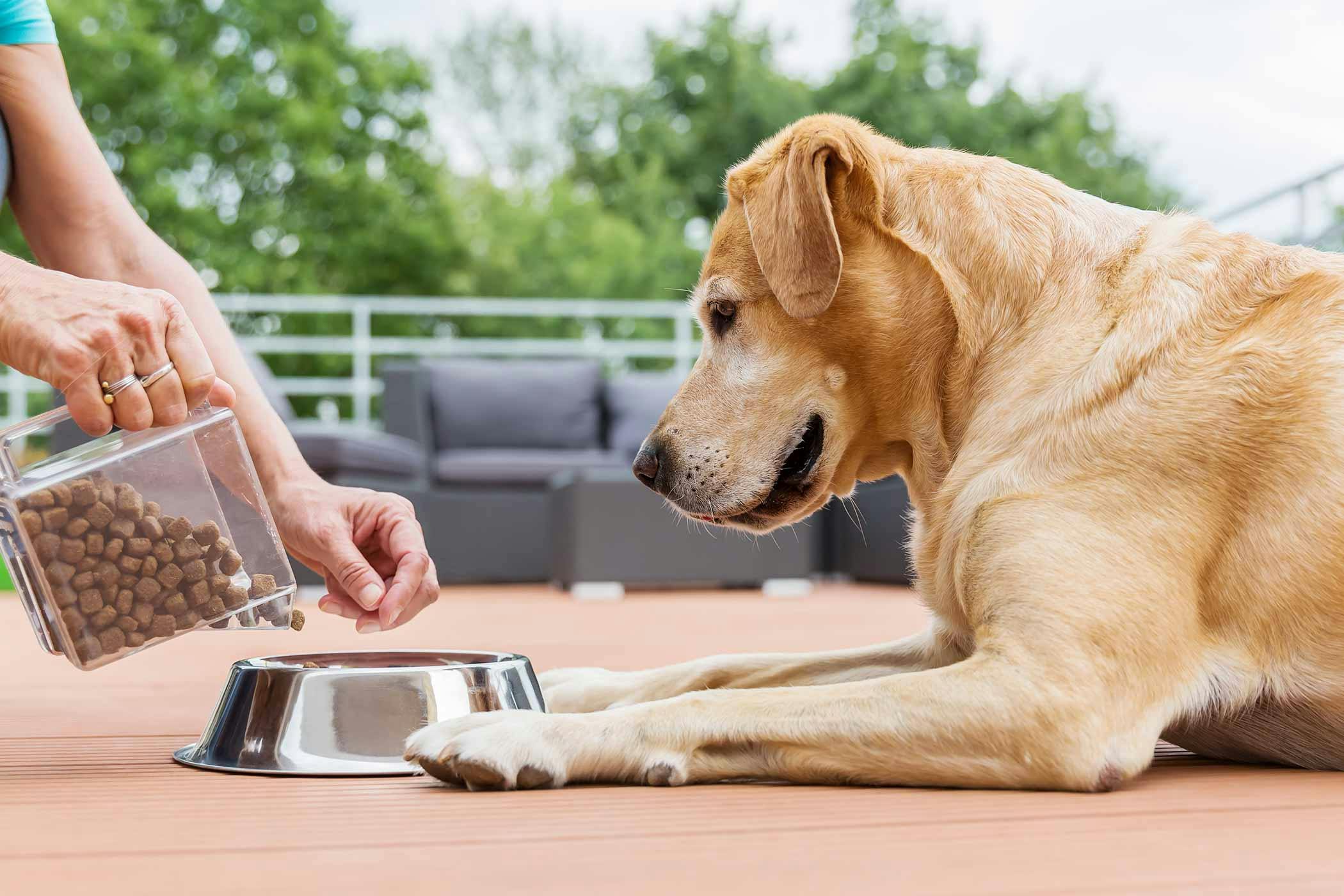 Dog being outlet picky about eating