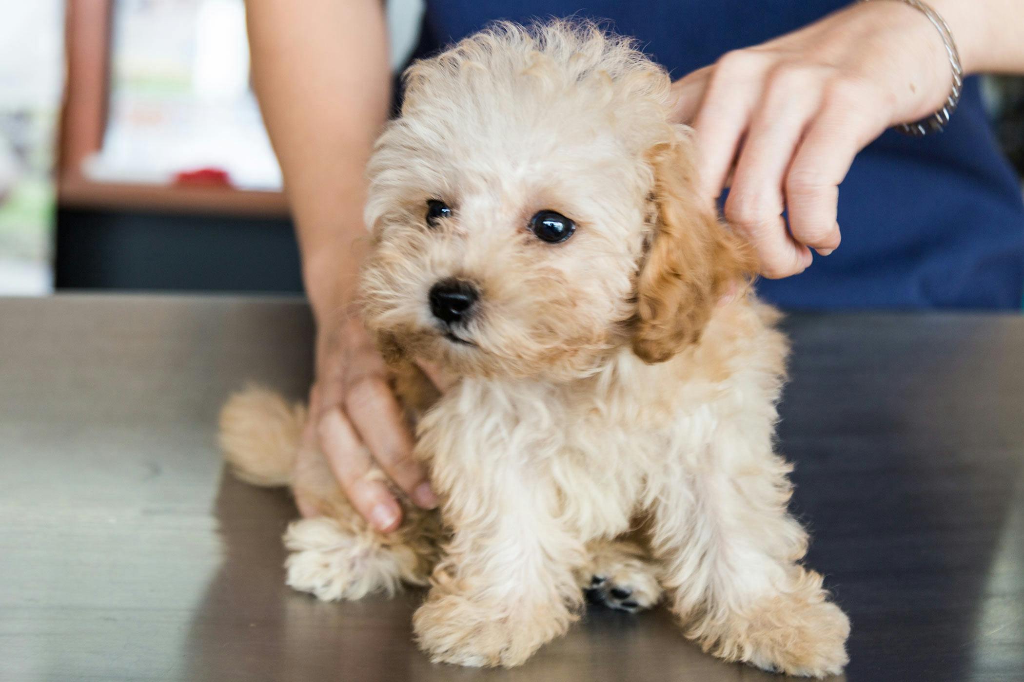 pooping-blood-and-vomiting-in-dogs-definition-cause-solution