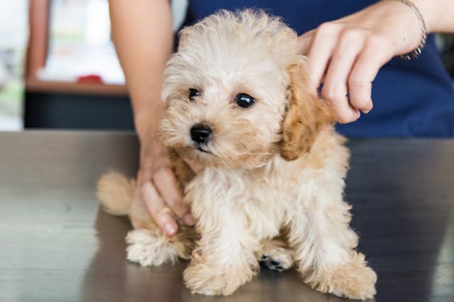 Why is my dog having bloody stool and vomiting?