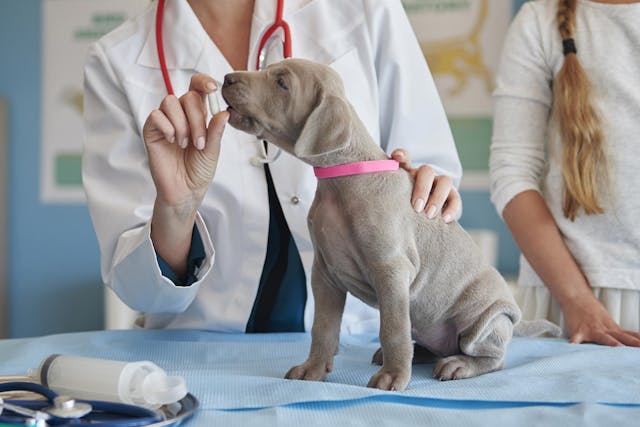 Why is my dog pooping blood?