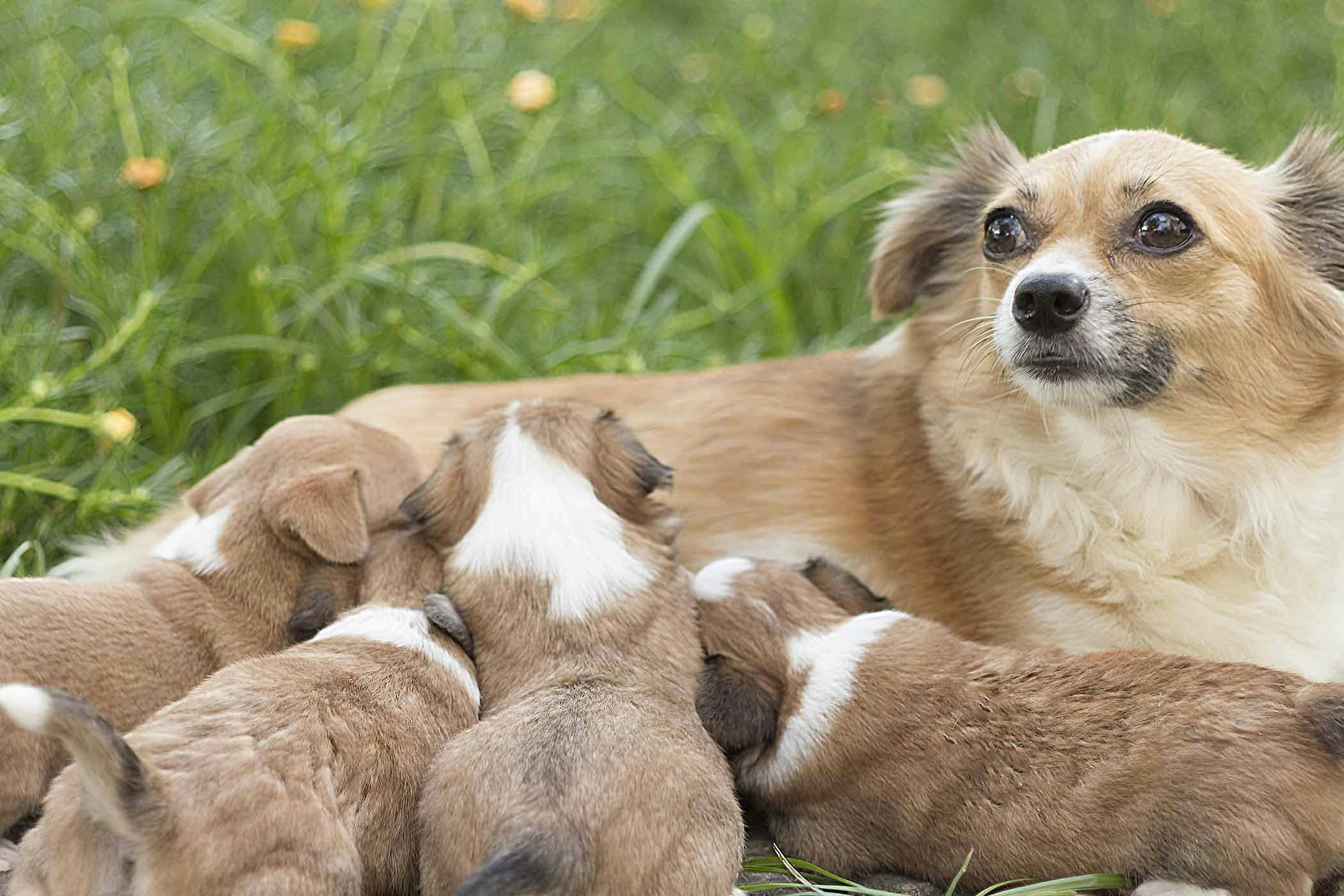 Why is my dog producing milk?